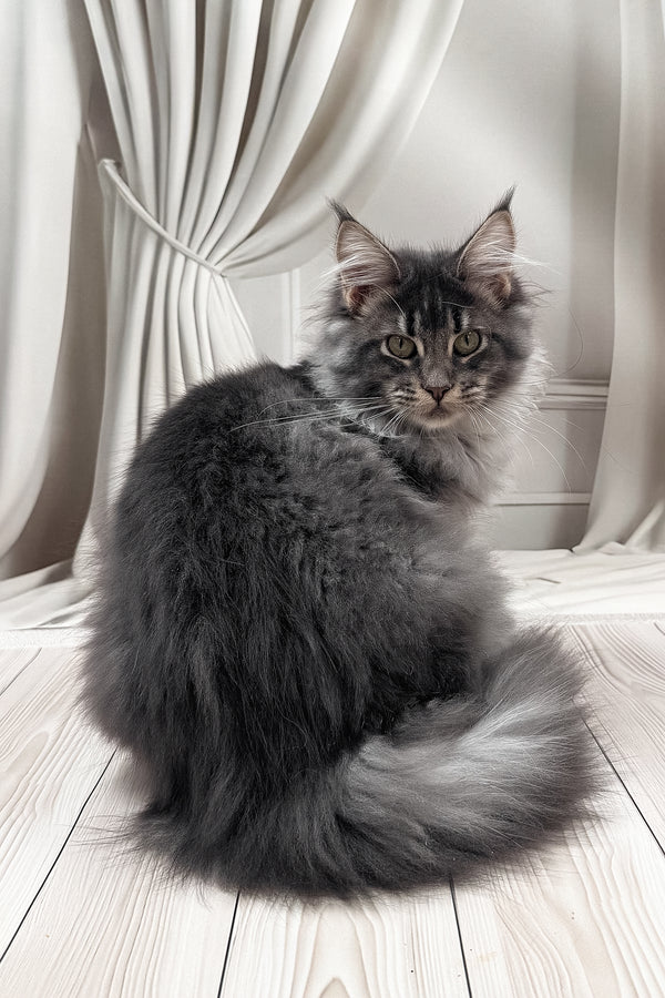 Jakob | Maine Coon Kitten