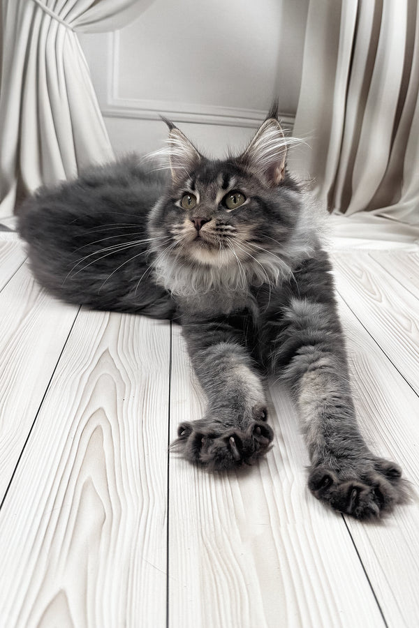 Jakob | Maine Coon Kitten