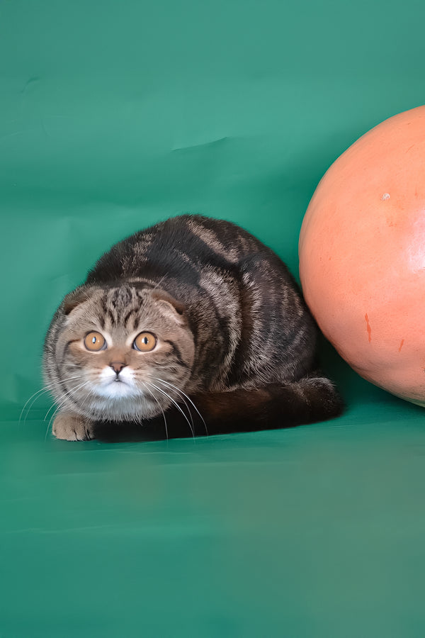 Janell | Scottish Fold Kitten