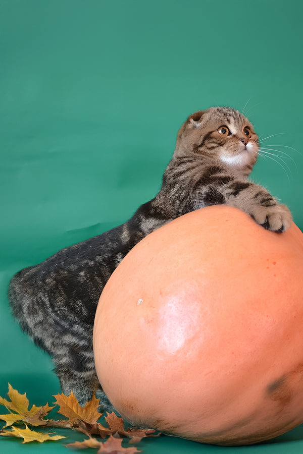 Janell | Scottish Fold Kitten