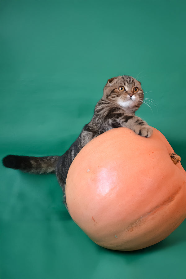 Janell | Scottish Fold Kitten