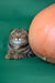 Janell | Scottish Fold Kitten