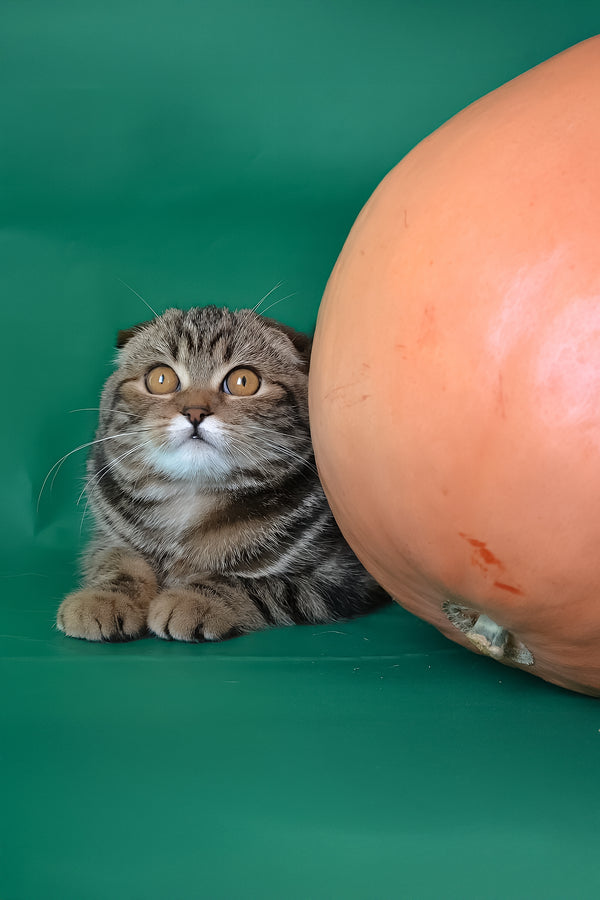 Janell | Scottish Fold Kitten