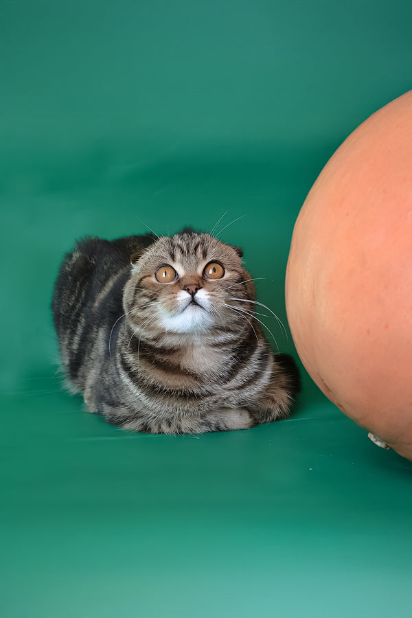 Janell | Scottish Fold Kitten