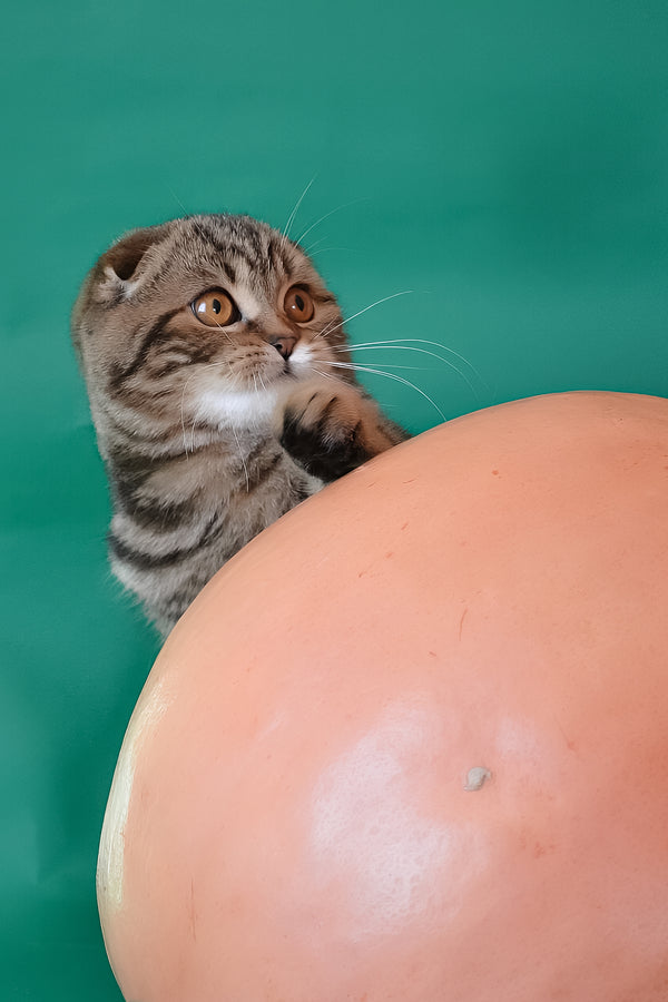 Janell | Scottish Fold Kitten