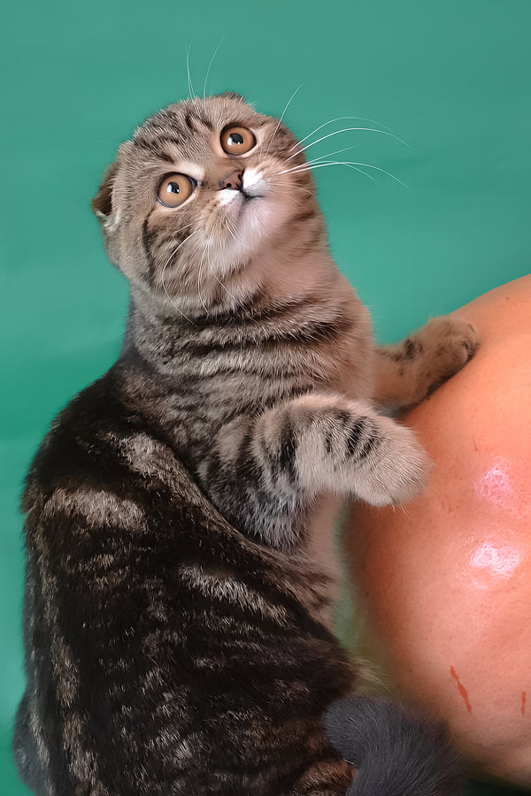 Janell | Scottish Fold Kitten