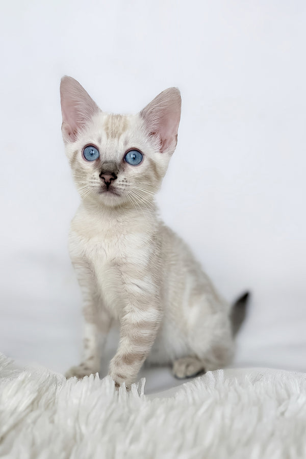 Janet | Bengal Kitten