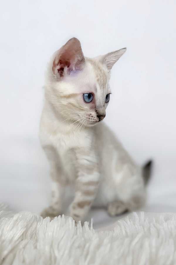 Janet | Bengal Kitten
