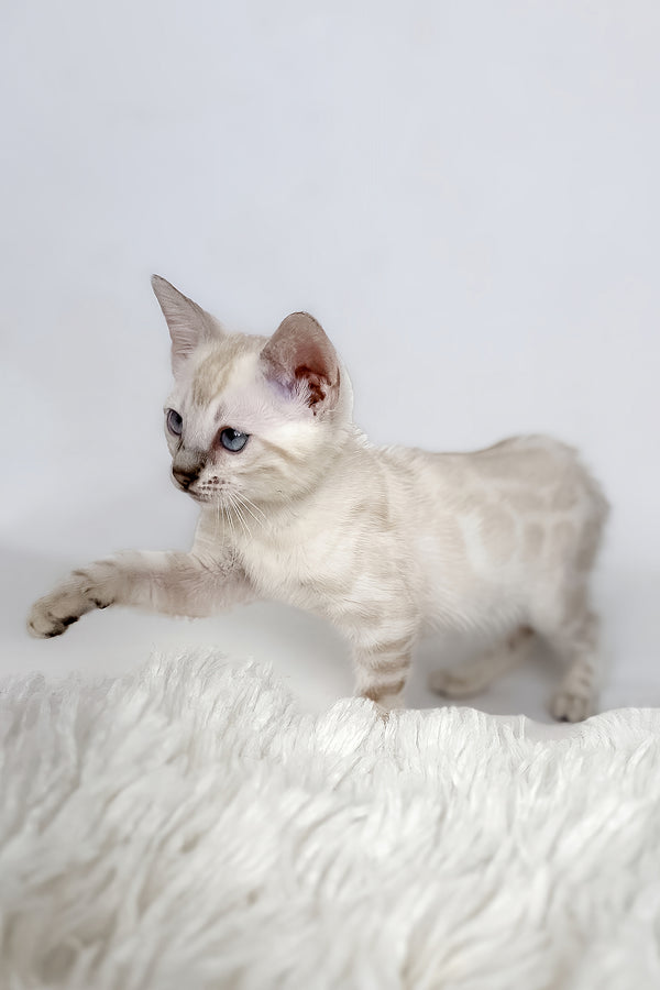 Janet | Bengal Kitten