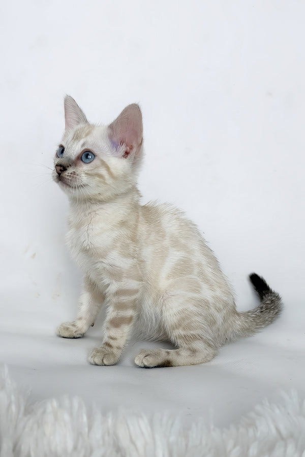 Janet | Bengal Kitten