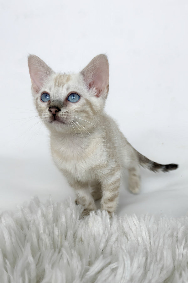 Janet | Bengal Kitten
