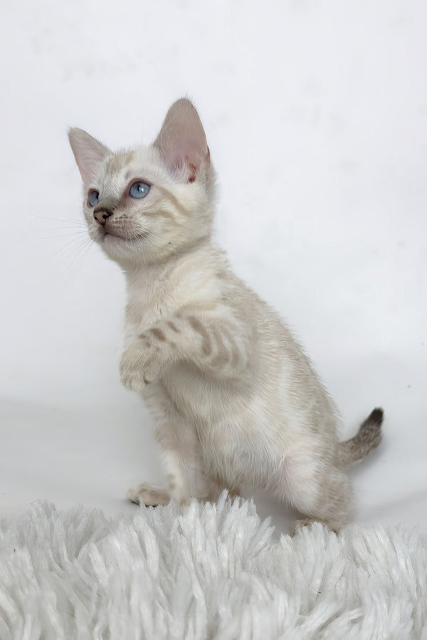 Janet | Bengal Kitten