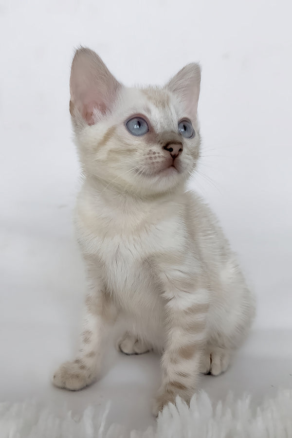 Janet | Bengal Kitten