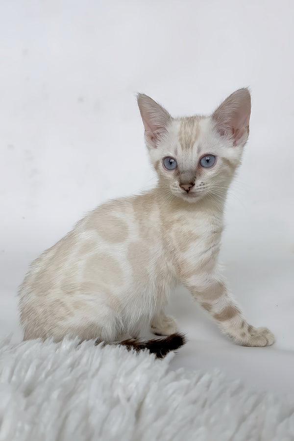 Janet | Bengal Kitten