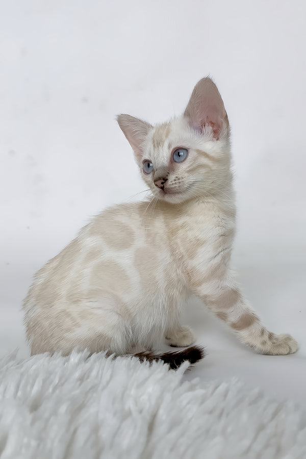Janet | Bengal Kitten