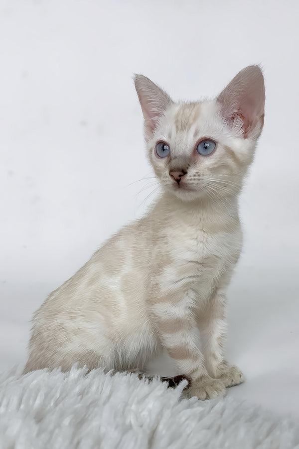 Janet | Bengal Kitten