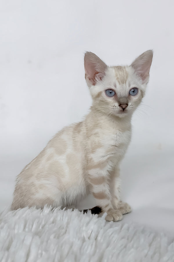 Janet | Bengal Kitten