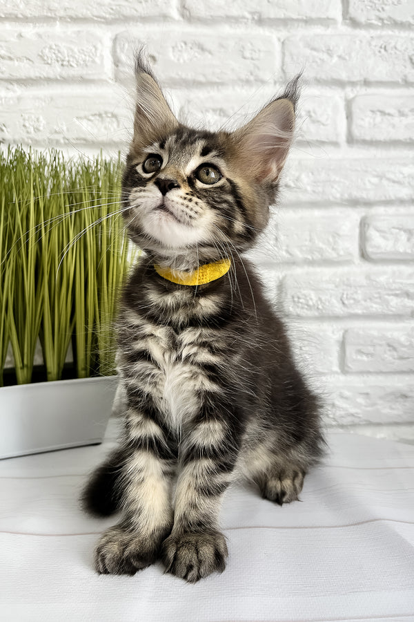 Janny | Maine Coon Kitten