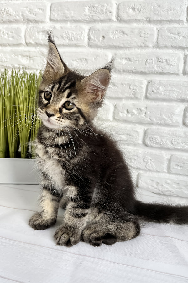Janny | Maine Coon Kitten