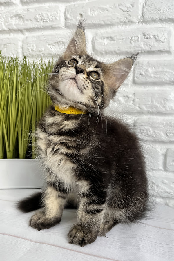 Janny | Maine Coon Kitten
