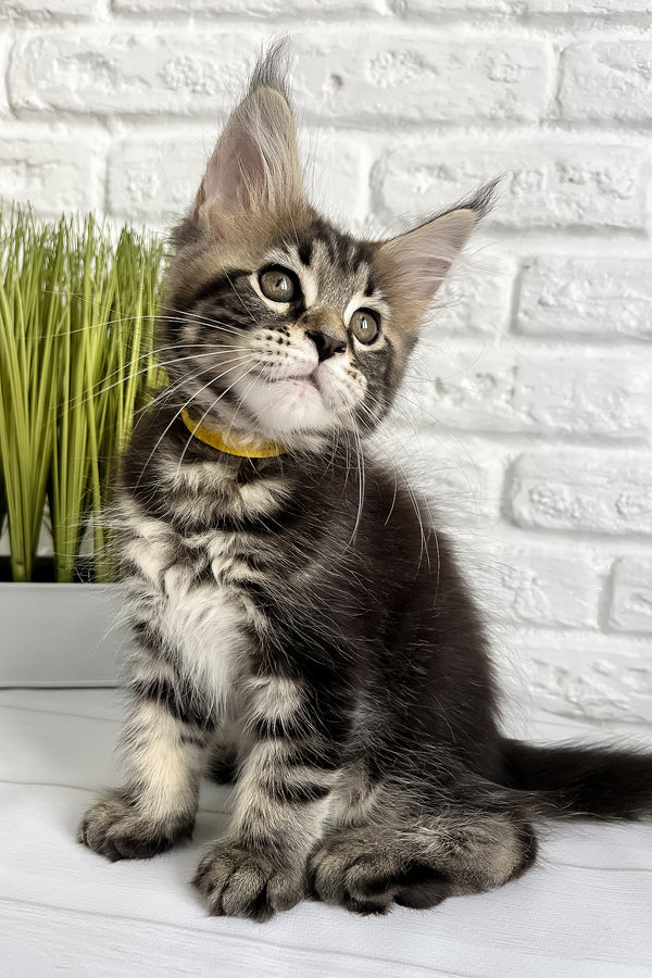 Janny | Maine Coon Kitten