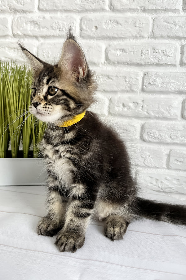 Janny | Maine Coon Kitten