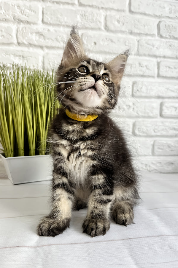 Janny | Maine Coon Kitten