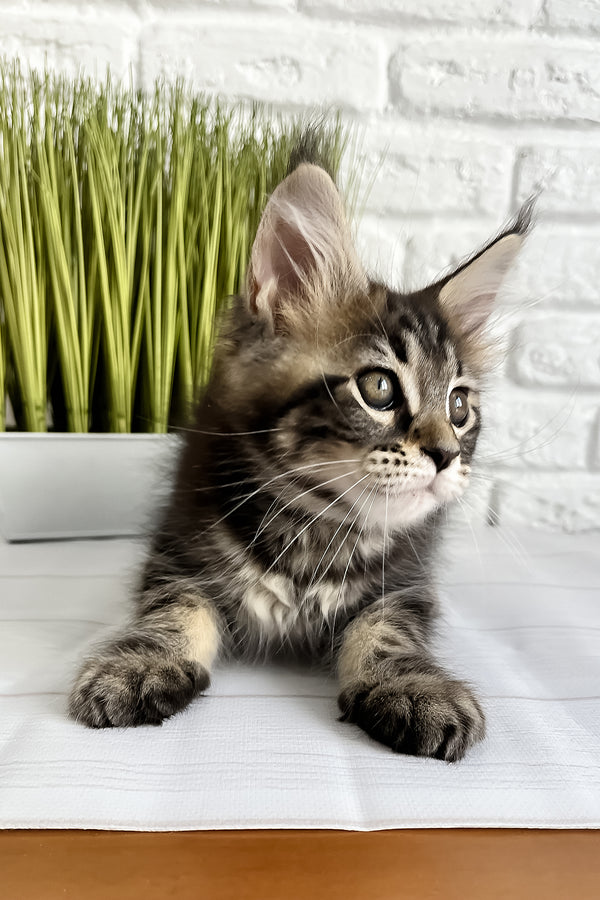 Janny | Maine Coon Kitten