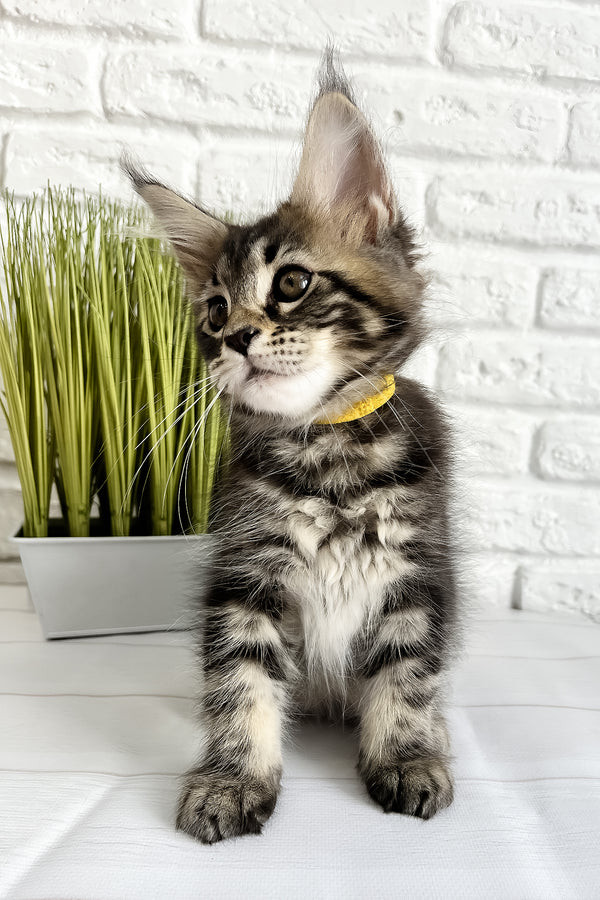 Janny | Maine Coon Kitten