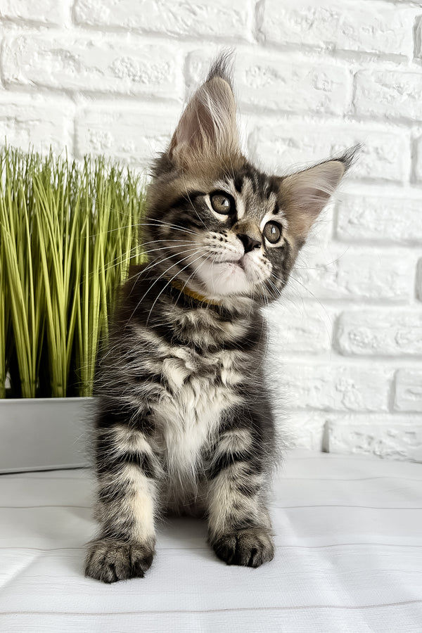 Janny | Maine Coon Kitten