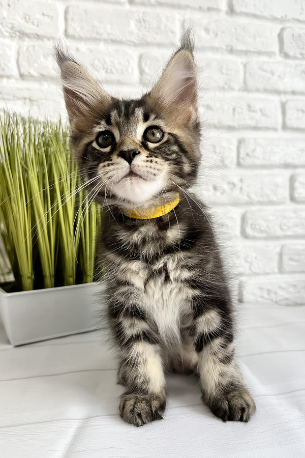 Janny | Maine Coon Kitten