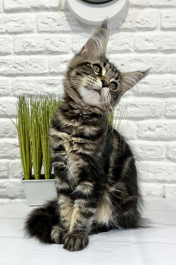 Janny | Maine Coon Kitten