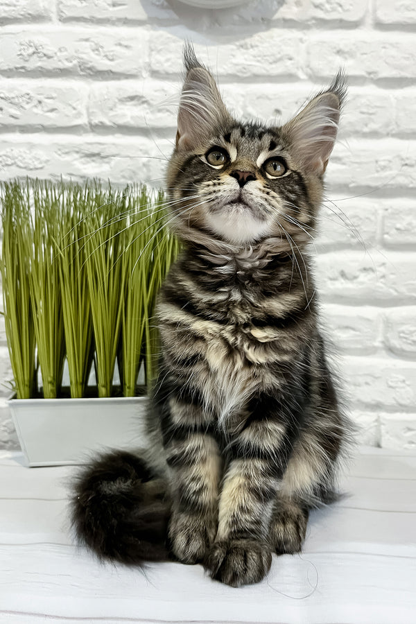 Janny | Maine Coon Kitten