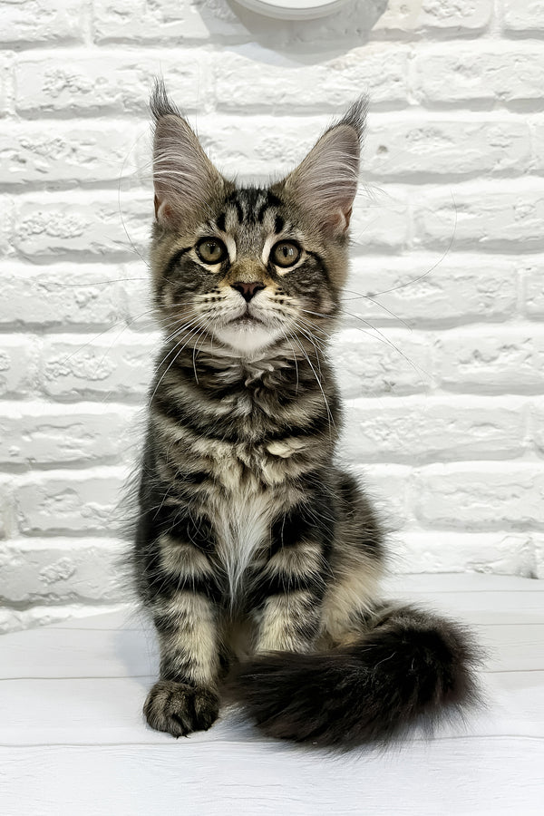 Janny | Maine Coon Kitten