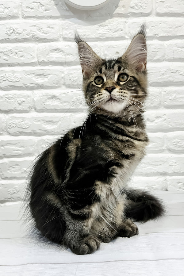Janny | Maine Coon Kitten