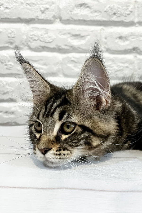 Janny | Maine Coon Kitten