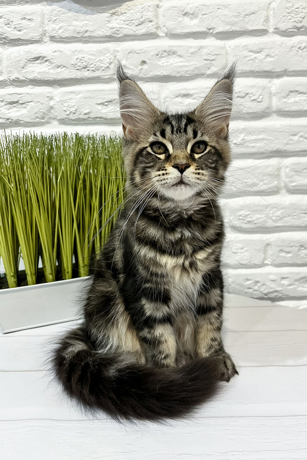 Janny | Maine Coon Kitten