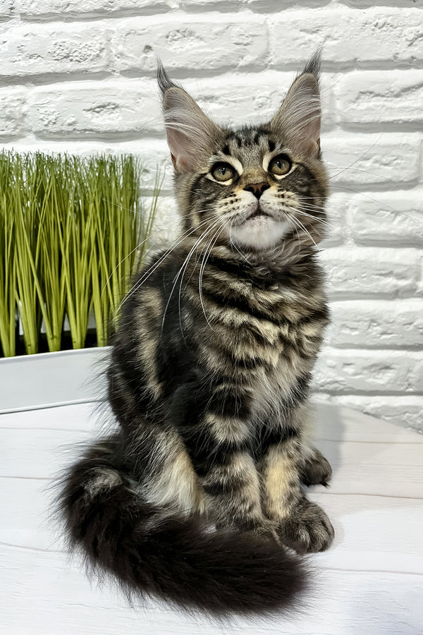Janny | Maine Coon Kitten