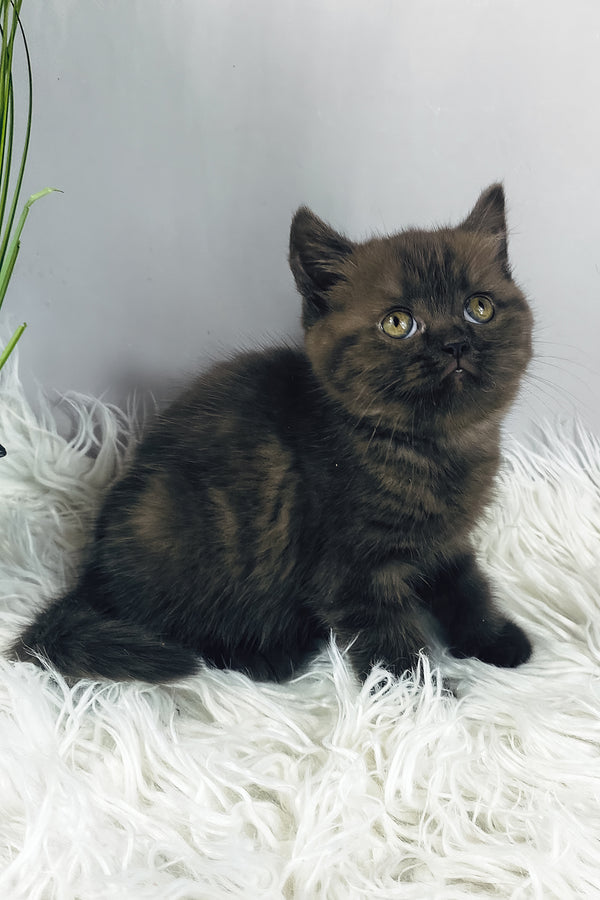 Jasmin | British Shorthair Kitten