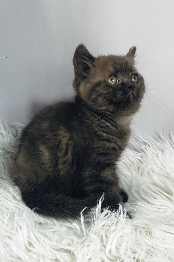 Jasmin | British Shorthair Kitten