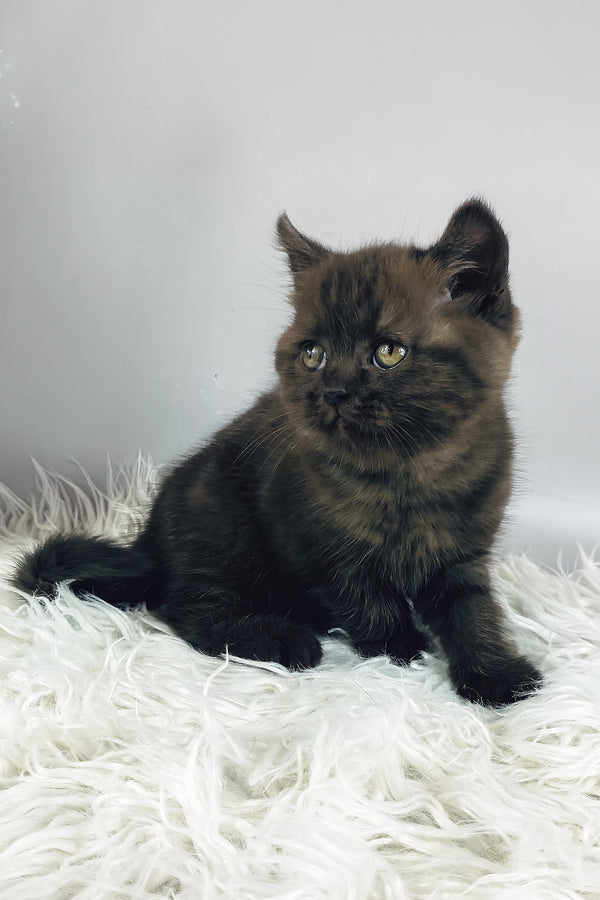 Jasmin | British Shorthair Kitten