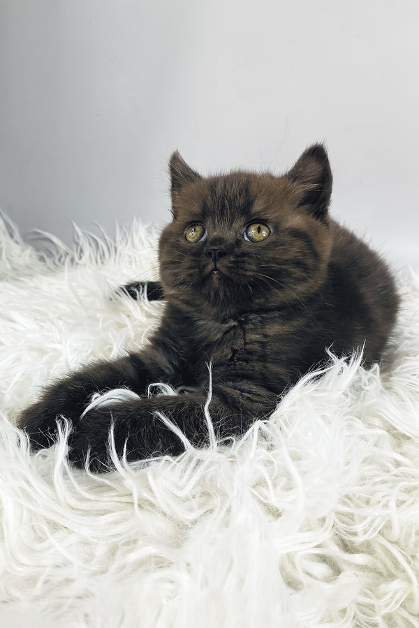 Jasmin | British Shorthair Kitten