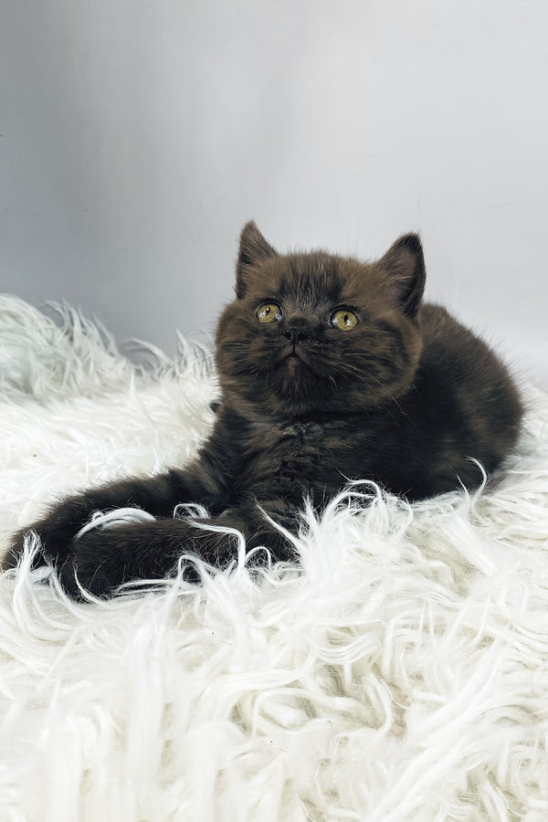Jasmin | British Shorthair Kitten
