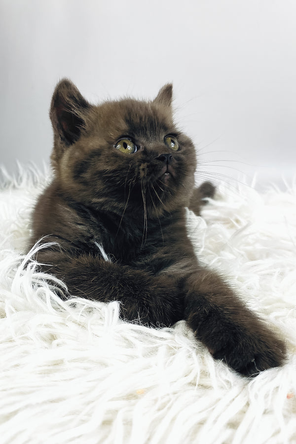 Jasmin | British Shorthair Kitten