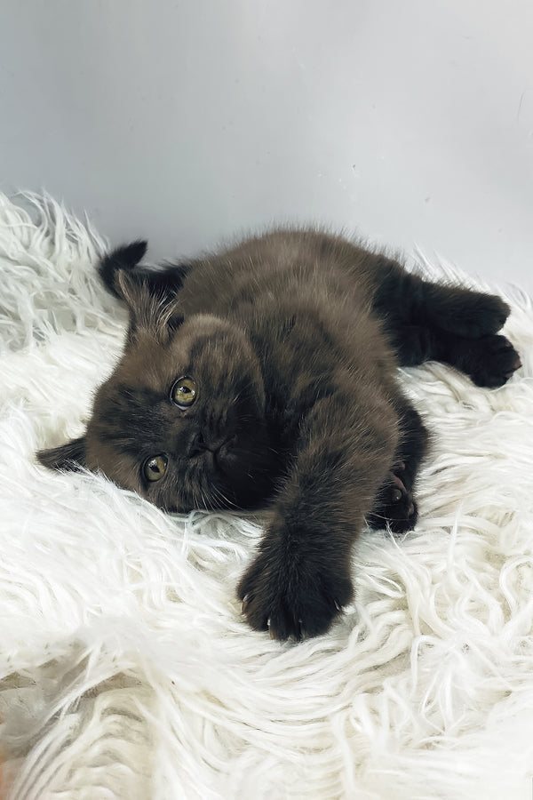 Jasmin | British Shorthair Kitten