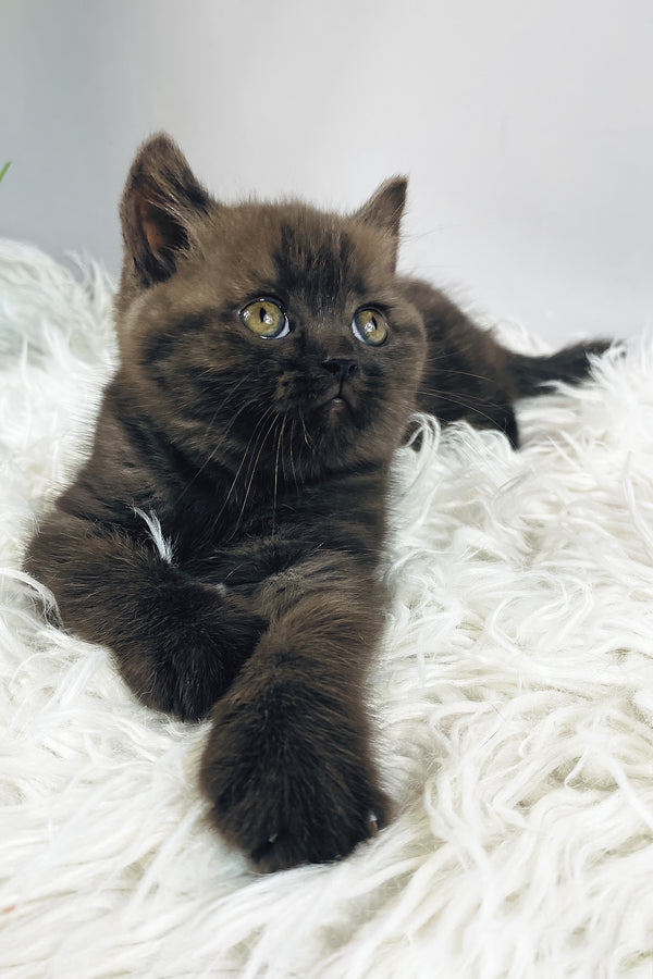 Jasmin | British Shorthair Kitten