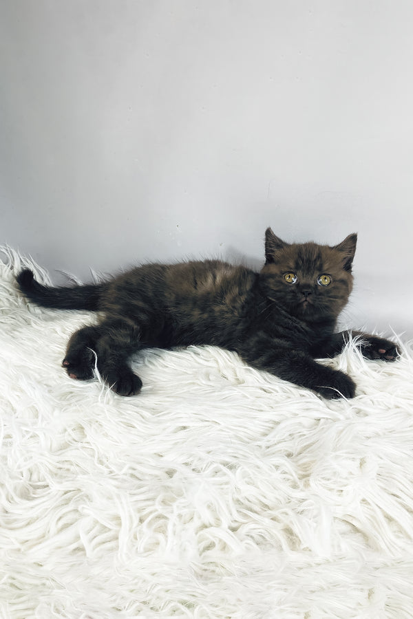 Jasmin | British Shorthair Kitten