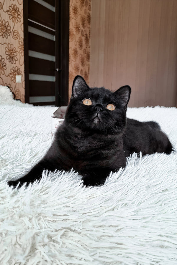 Jas | British Shorthair Kitten