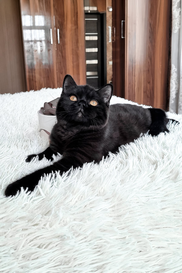 Jas | British Shorthair Kitten