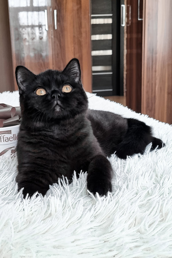 Jas | British Shorthair Kitten